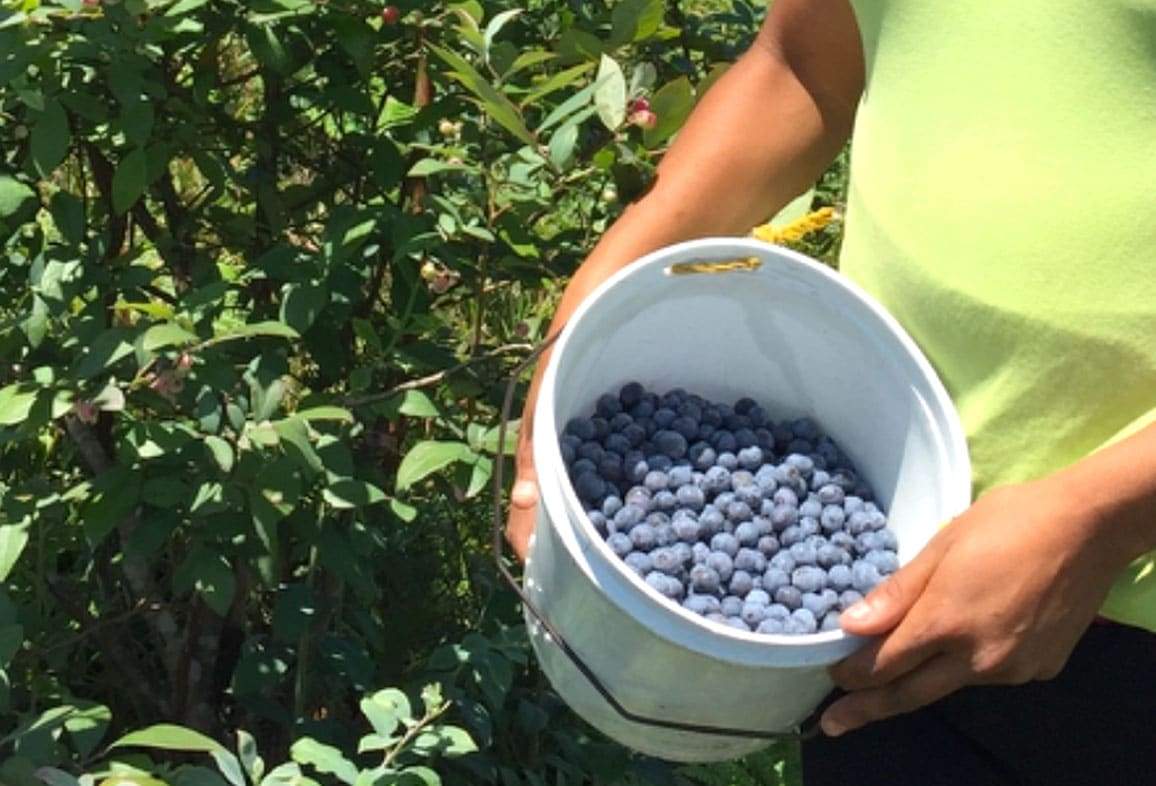 Blueberry mexicana de Puebla