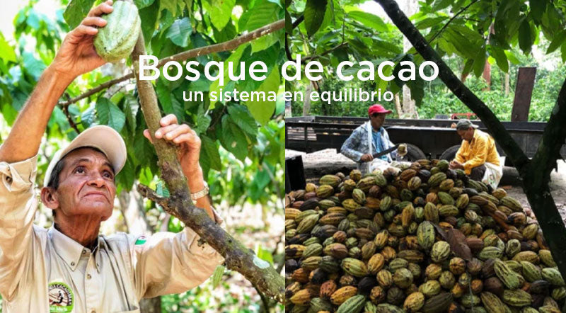 Bosque de cacao en equilibrio