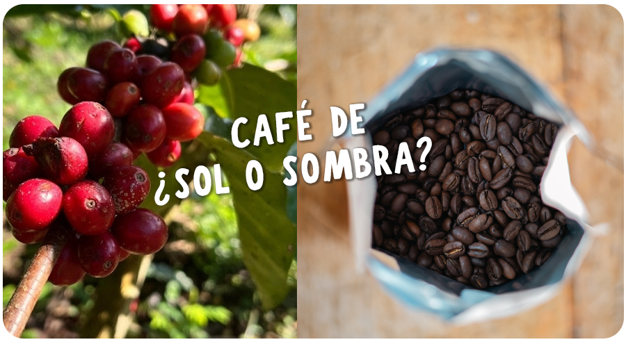 ¿Qué es el café de sombra?