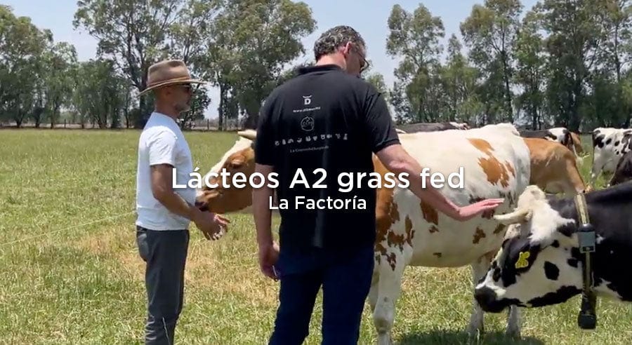 De lo bueno, poco: Lácteos A2A2 regenerativos