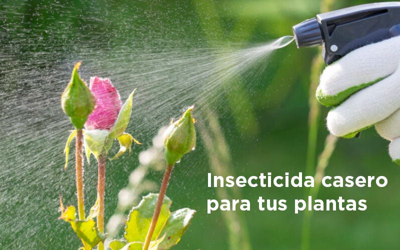 ¿Cómo hacer insecticida casero biodegradable?