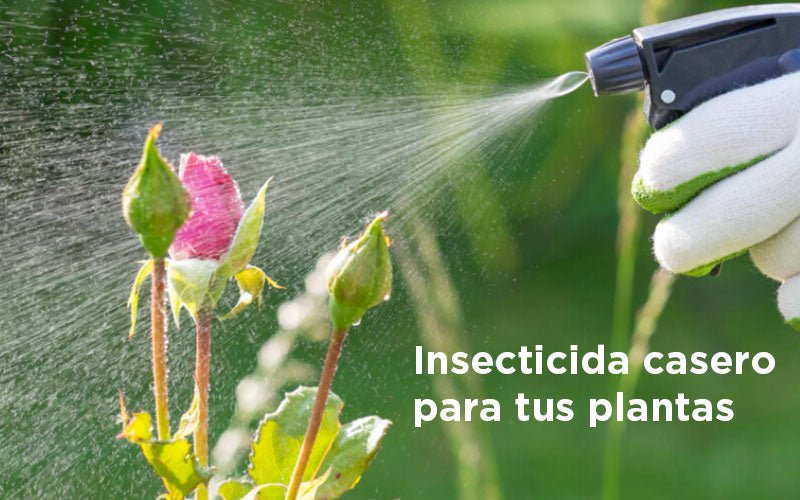 Cómo puedo hacer un insecticida natural en casa?, prueba esta