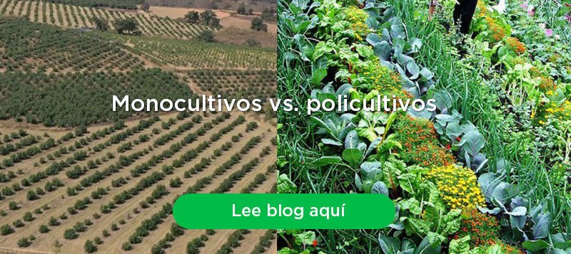 ¿Cuál es el tema con los monocultivos en la agricultura?