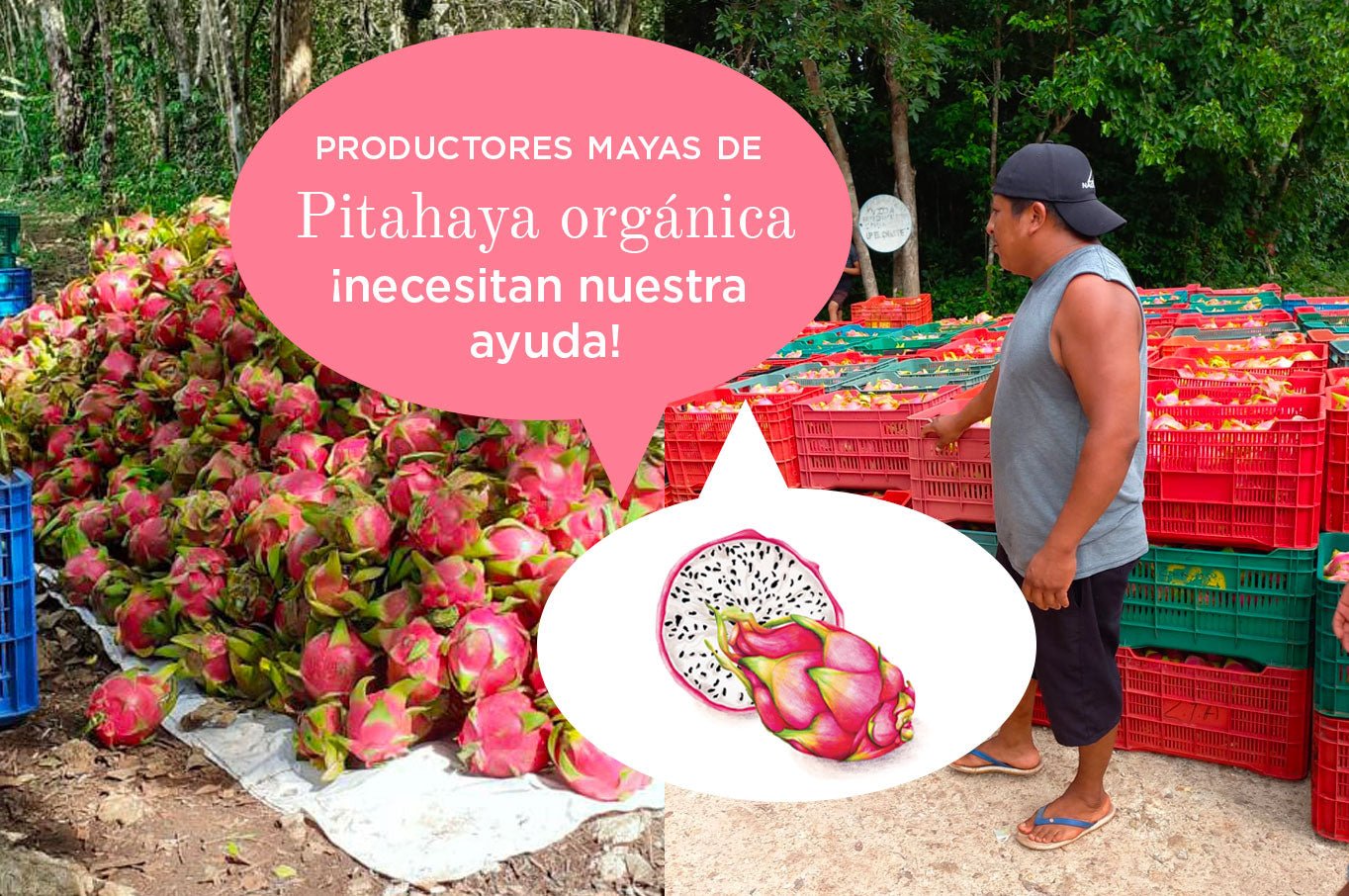 Comunidad de pitahayeros mayas se quedaron con la cosecha