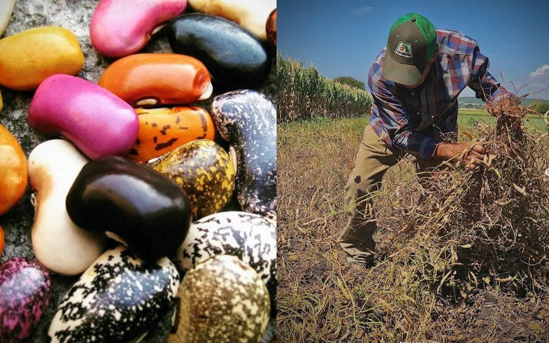 Las semillas nos mantienen conectados