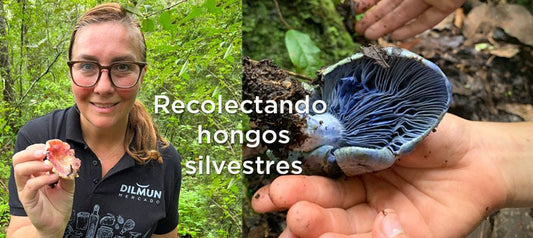 Recolectando hongos silvestres