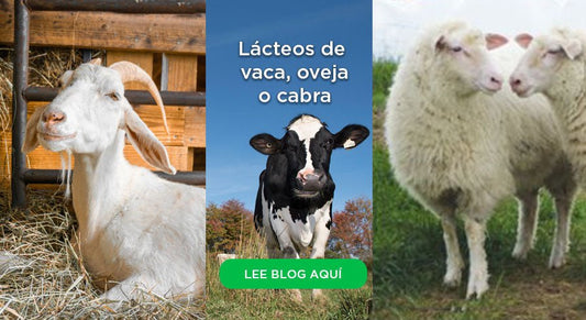¿Qué lácteos son mejores? ¿De oveja o de vaca o de cabra?