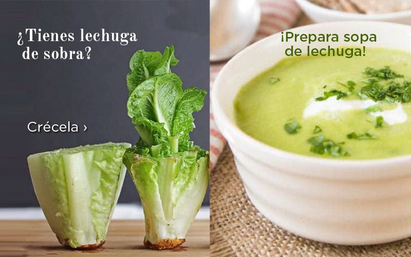 ¿Cómo guardo la lechuga para que dure más? Cero desperdicio