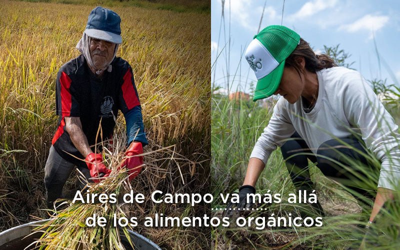 ¿Cómo Aires de Campo empodera a pequeños productores locales?