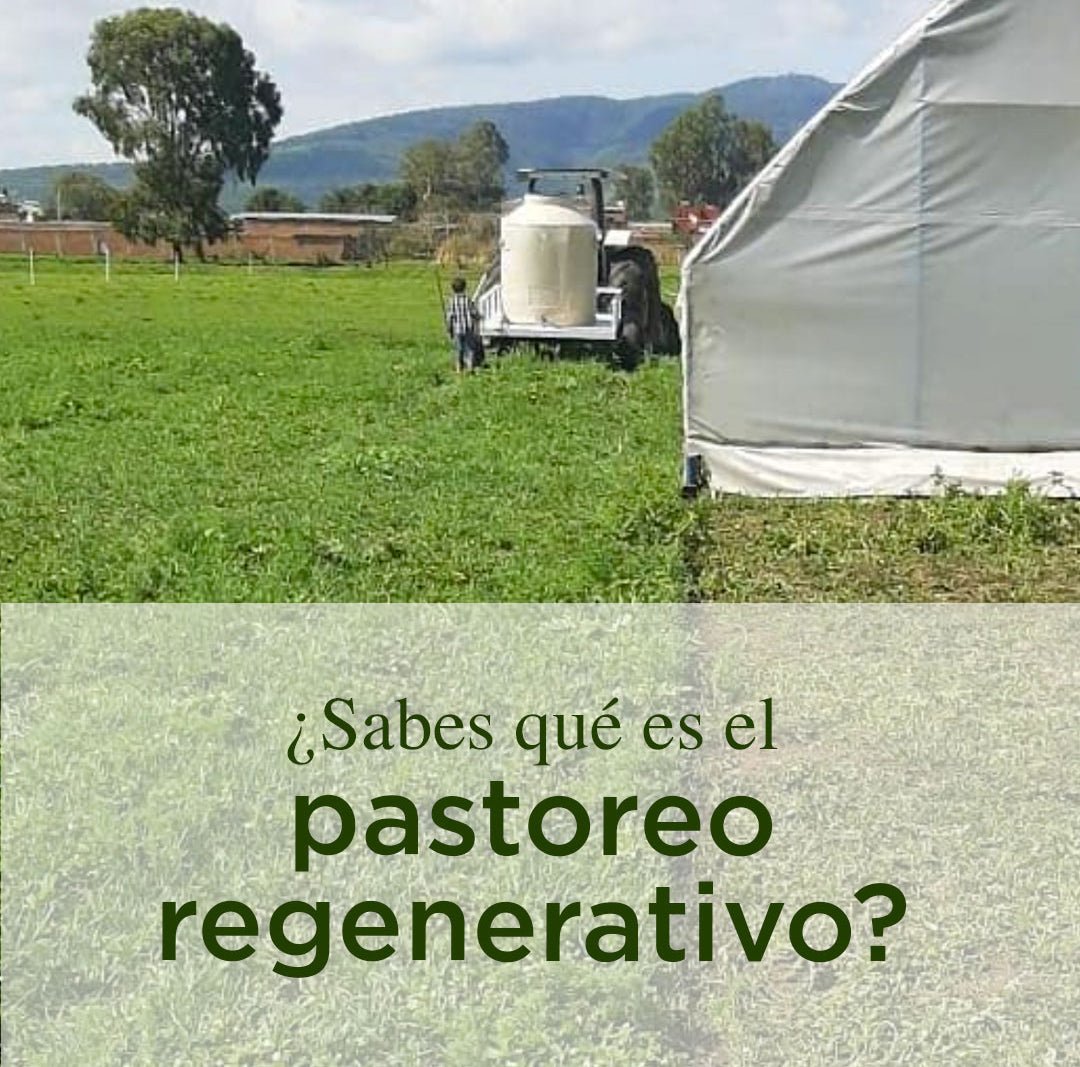 ¿Qué es el pastoreo regenerativo?