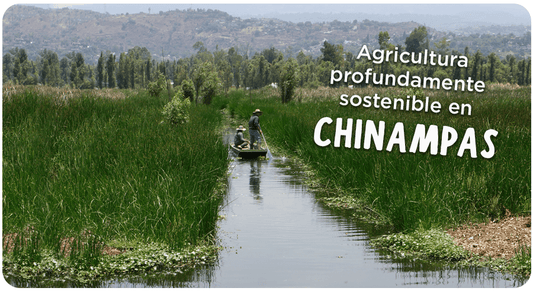 Agricultura profundamente sostenible en chinampas agroecológicas