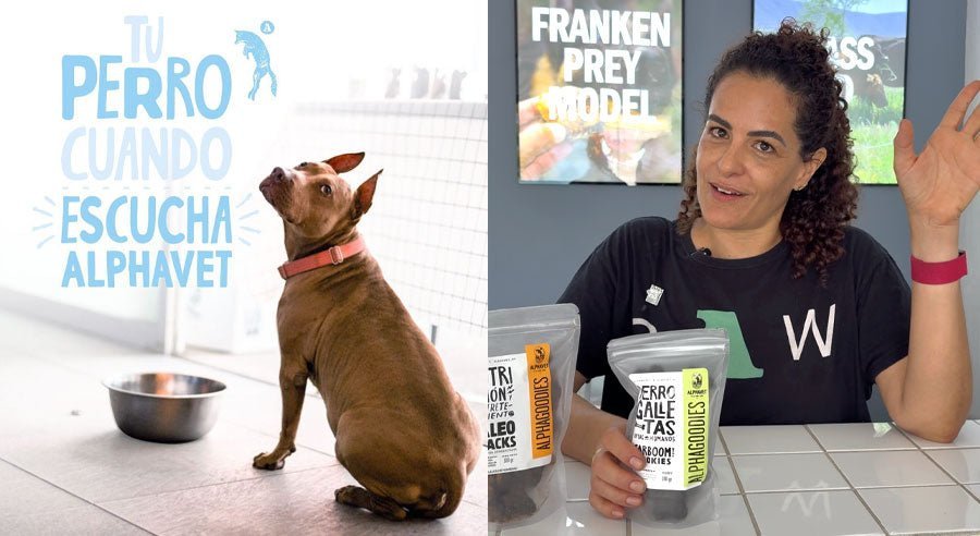 ¿Qué tan sano es que los perros coman lo mismo (croquetas) toda su vida?