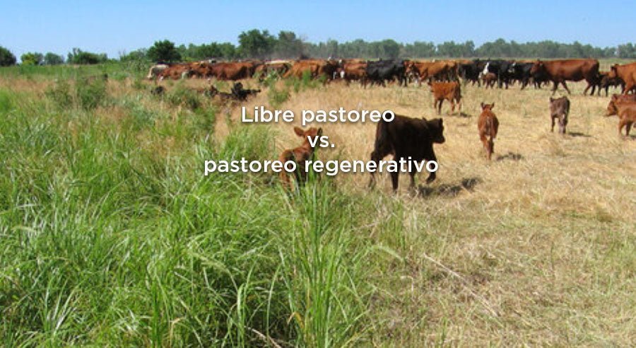 Diferencia entre libre pastoreo y pastoreo regenerativo