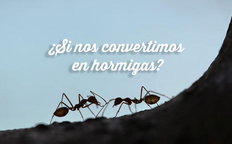 ¿Y si nos convertimos en hormigas?