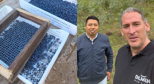 ¿Qué tan bueno o no es que pequeños productores exporten blueberry orgánica?