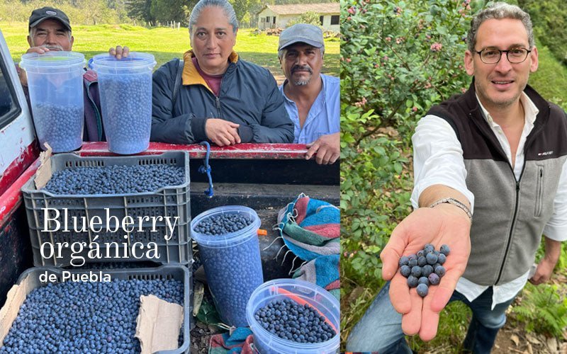 Blueberry orgánica en la Sierra Norte de Puebla
