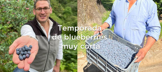 La temporada de blueberry duro poco este año