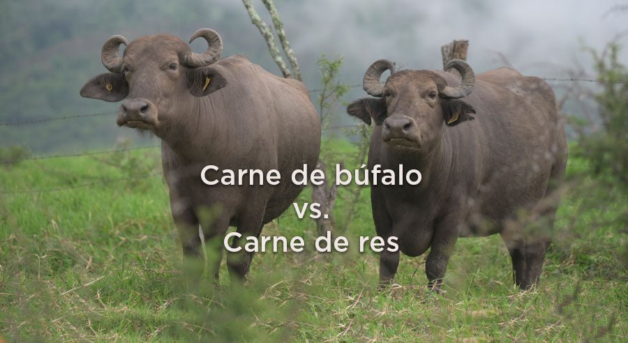 Carne de búfalo vs. carne de res orgánica