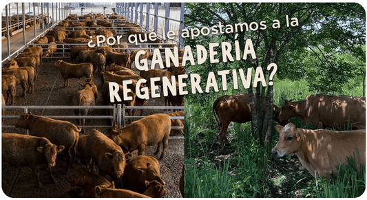 ¿Por qué le apostamos a la carne de ganadería generativa?
