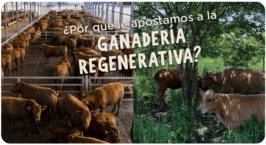 ¿Por qué le apostamos a la carne de ganadería generativa?