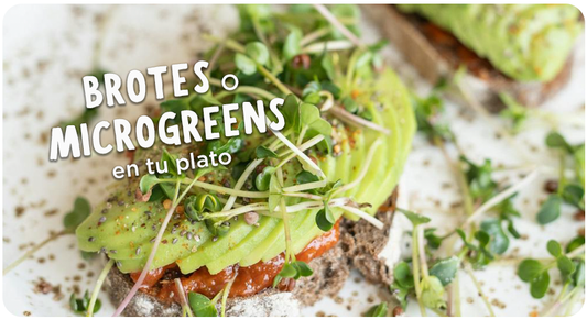 ¿Como se comen los brotes o microgreens?