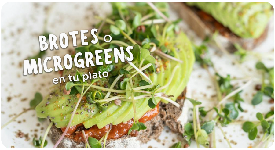¿Como se comen los brotes o microgreens?