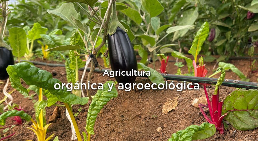 ¿Cuál es la diferencia entre la agricultura agroecológica y orgánica?