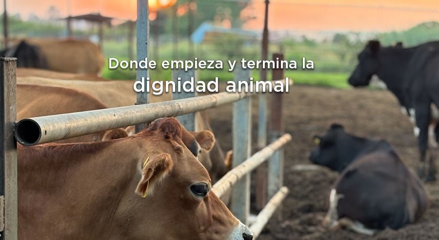 La dignidad de los animales que llegan a nuestra mesa