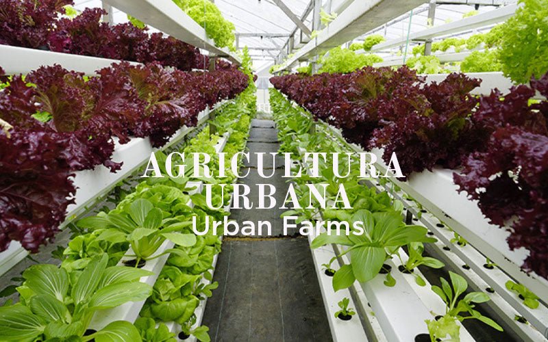 ¿Qué es la agricultura urbana o agricultura vertical?