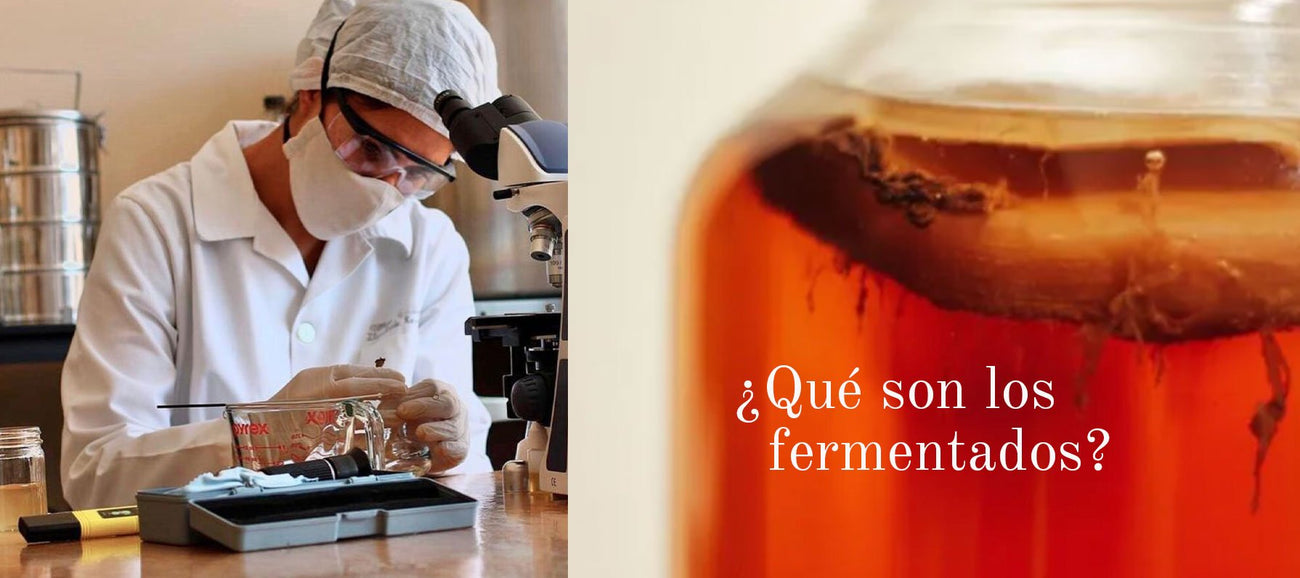 ¿Qué son los alimentos fermentados o fermentos?