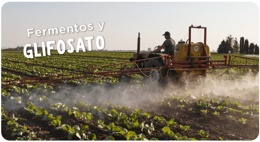 ¿Por qué los fermentos pueden ser grandes aliados en contra del glifosato?