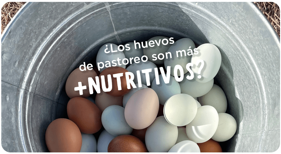 Diferencia nutricional entre huevo orgánico de pastoreo y huevo "normal"