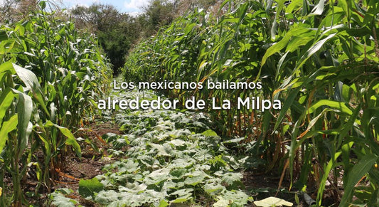 Los mexicanos estamos interconectados, como la milpa