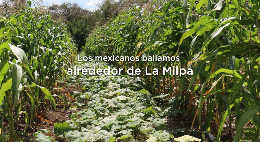Los mexicanos estamos interconectados, como la milpa