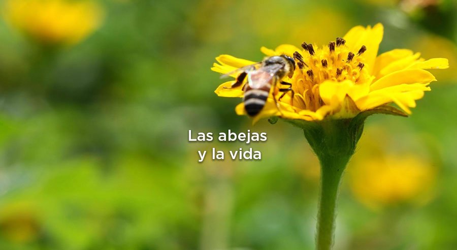 ¿Por qué las abejas son importantes para la vida?