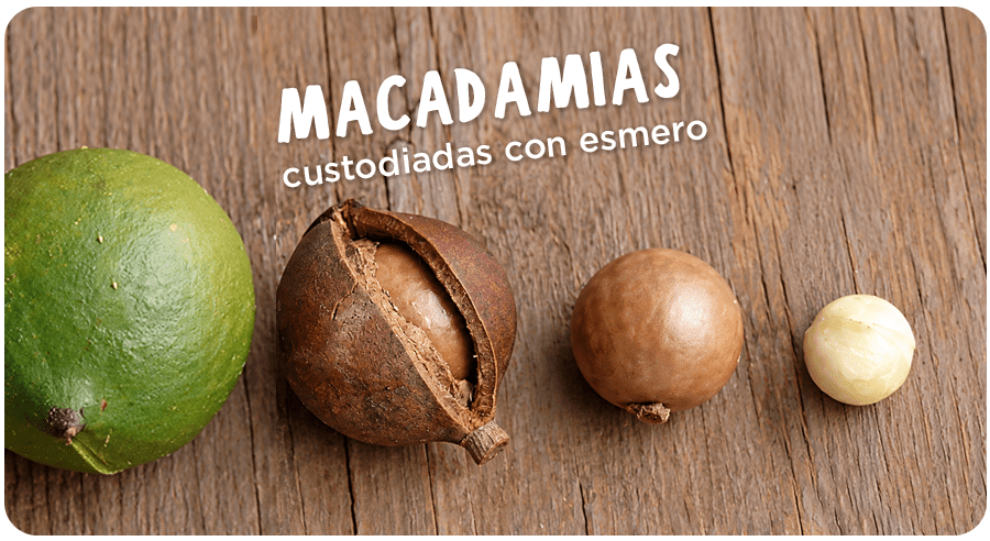 Macadamias ¿Por qué cada puñito es tan especial?