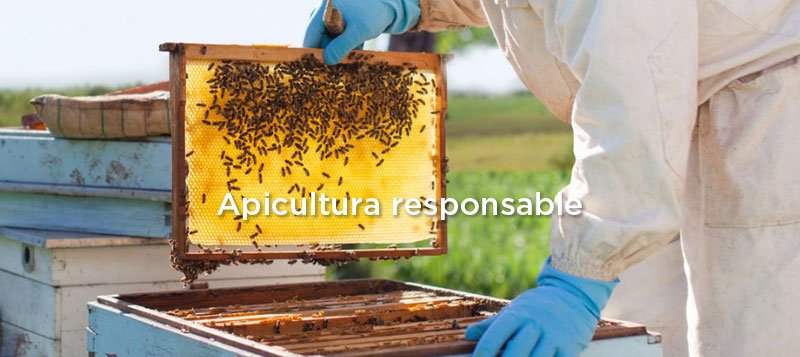 6 beneficios de comer miel de abeja de apicultura responsable