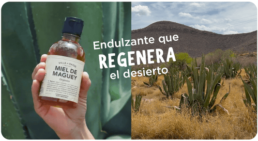 El poder del maguey: endulzar tu vida mientras regeneras el desierto