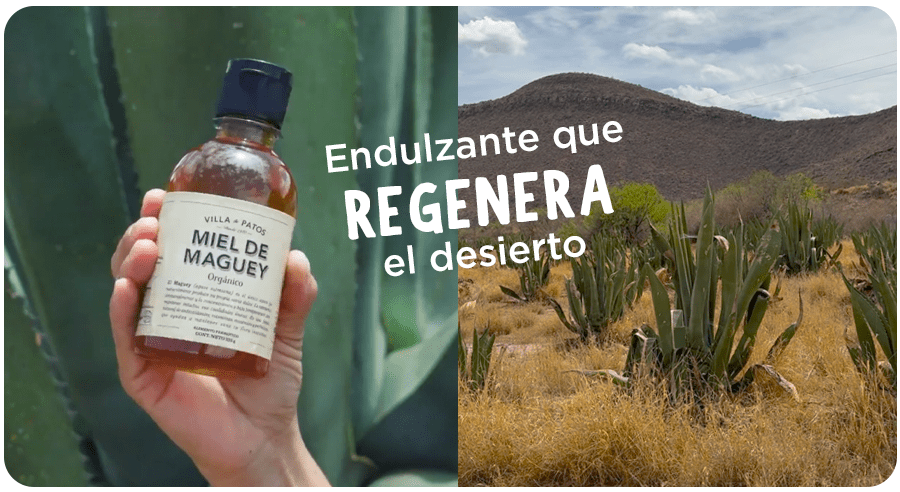 El poder del maguey: endulzar tu vida mientras regeneras el desierto