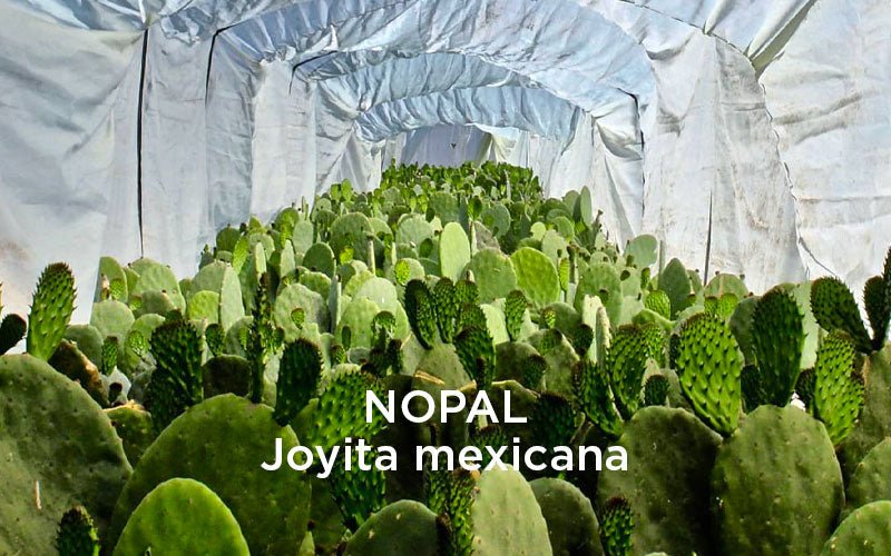 Nopal, joyita mexicana
