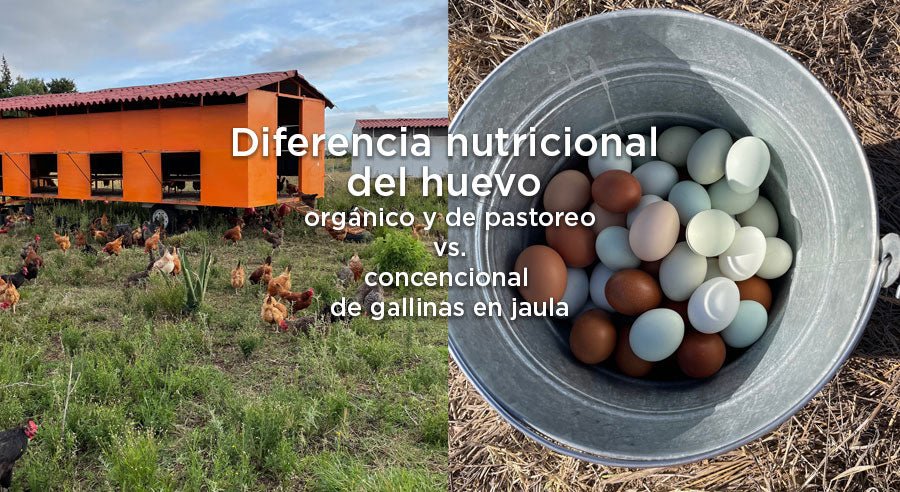 Diferencia nutricional entre huevo orgánico de gallinas libre pastoreo y gallinas en jaulas