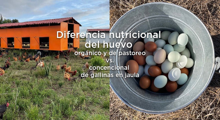 Diferencia nutricional entre huevo orgánico de gallinas libre pastoreo