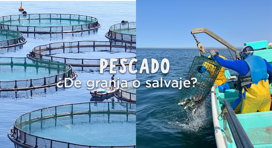 ¿Es mejor el pescado de granja o el salvaje?