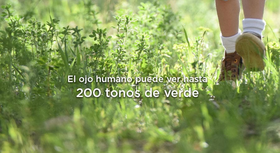 ¿Cuántos tonos de verdes podemos ver?