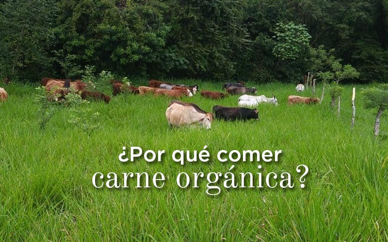 ¿Por qué comer carne orgánica de libre pastoreo?