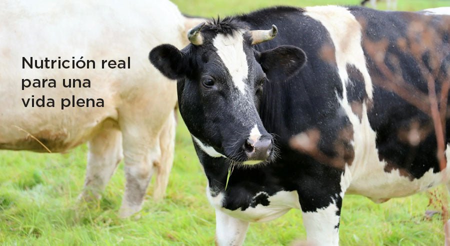 Maravillas de la leche de lenta pasteurización