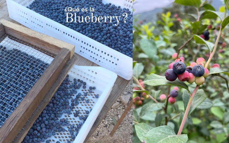 ¿Qué es la blueberry?