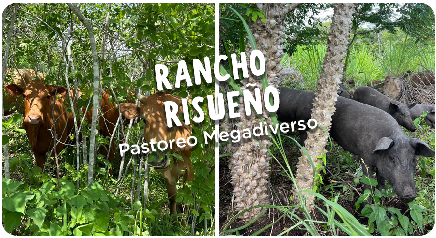 Rancho Risueño: El significado de "megadiverso"? 🌿