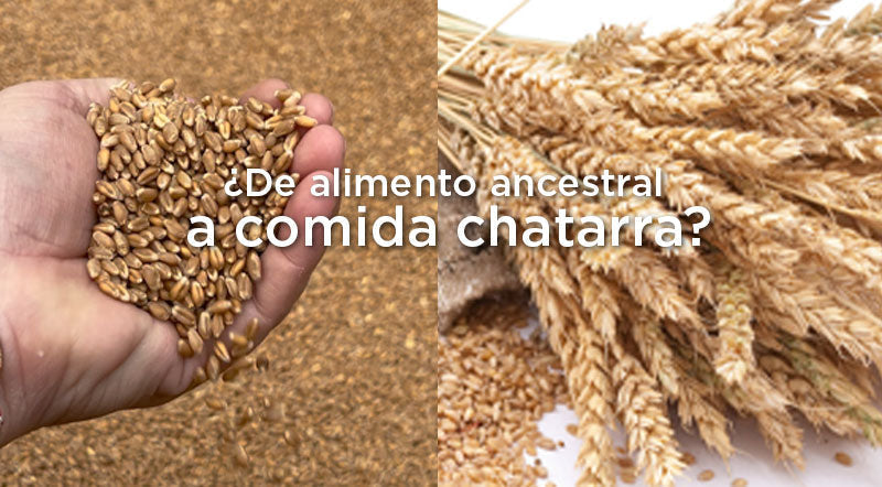 Trigo: De alimento ancestral a comida chatarra ¿Qué paso?