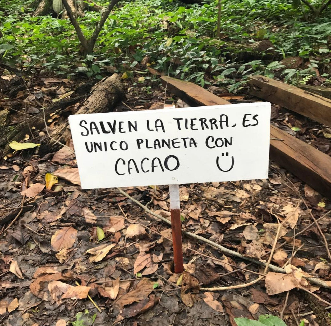 Único planeta donde hay Cacao!